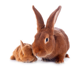 young rabbit and mother