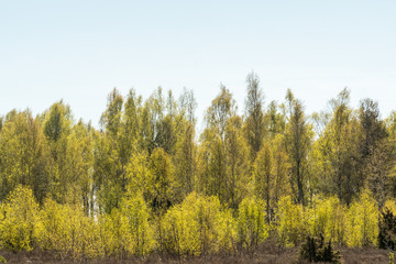 Sunlit birch grove in leafing season
