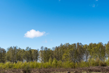 Fototapeta premium Birch trees in leafing season by blue skies