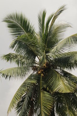 King coconut tree