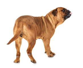 bullmastiff in studio