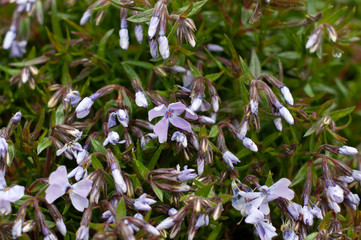 A bush with many small blooming flowers matthiola purple.