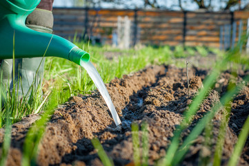 Spring routine on the home garden. Watering the garden with green garden water with water to moisten the soil before planting seeds.