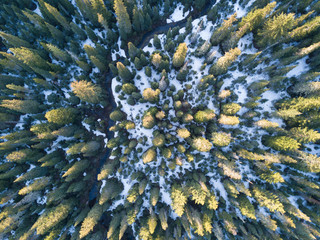 Aerial view of winter forest covered in snow. drone photography - panoramic image
Beautiful frosty trees, christmas time, Happy new year.
