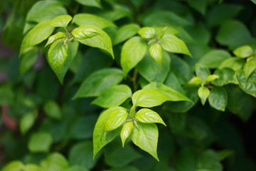 Fototapeta na wymiar Green leaves of bougainvillea plant