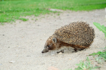 hedgehog near the green grass. wilderness. ecology