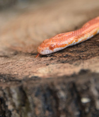 corn snake on a wood log