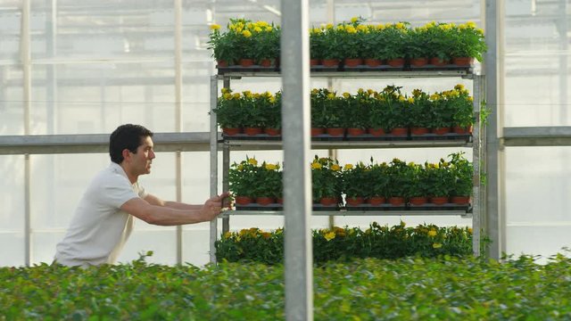 WS&nbsp;TS&nbsp;DS&nbsp;Man pushing cart with potted plants through greenhouse
