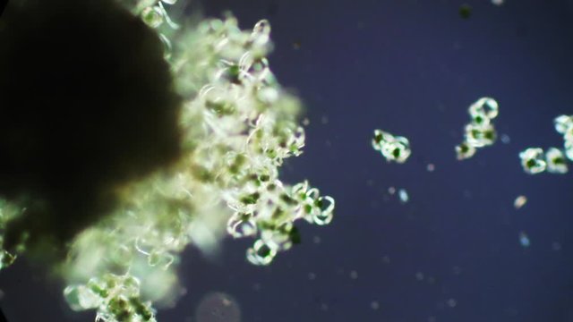 Elaters on spores of the horsetail, Equisetum, help in dispersal..
