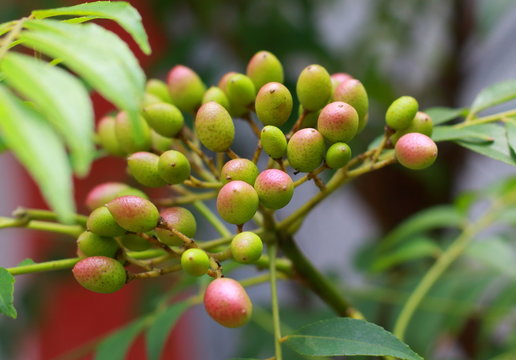 curry tree fruits