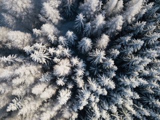 Aerial view of winter forest covered in snow. drone photography - panoramic image
Beautiful frosty trees, christmas time, Happy new year.