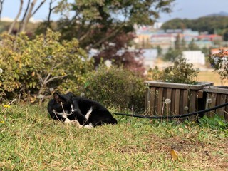 Obraz na płótnie Canvas a peaceful rural landscape. a cute black cat dozing in the sun. a stray cat lying down comfortably