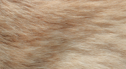 The texture of the hair of a cat.