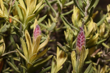 blühende blüten eines schopf-lavendel im frühling