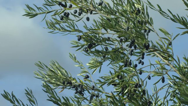 CU&nbsp;SLO&nbsp;MO Branches of olive tree and olives falling during harvesting