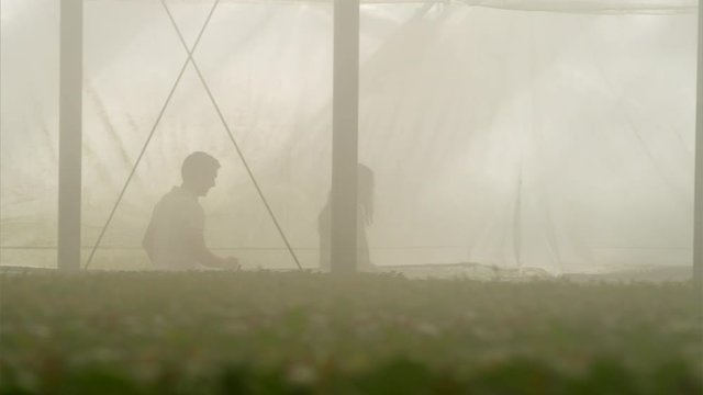 WS&nbsp;TS Man and woman walking into greenhouse with mist