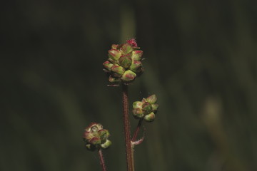 blühende blüte von einem unkraut in einem frühlingsgarten