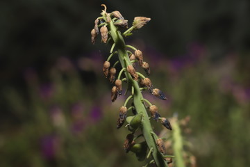 verblüte perlhyazinthe fotografiert in der nacht