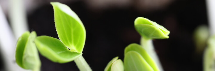 Close-up of group of sprouts growing out from black soil. Shoots beginning new life. Small seedling...