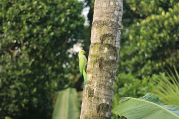 parot on the trunk