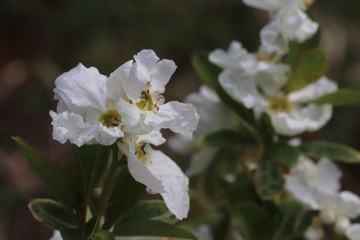we&szlig;e bl&uuml;hemde bl&uuml;ten von pflanzen im fr&uuml;hling