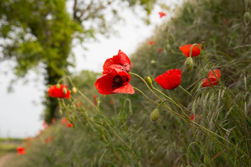 Naklejka premium Mohnblumen im Frühling