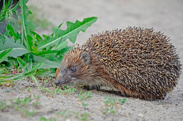 hedgehog near the green grass. wilderness.ecology