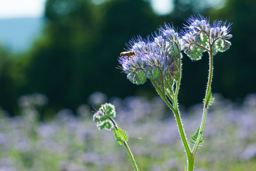agricultural field of phacelia flowers