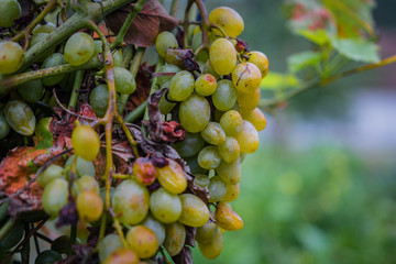 green grapes 