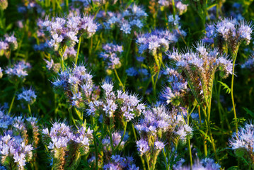 Obraz premium Phacelia agricultural field flowering at summer