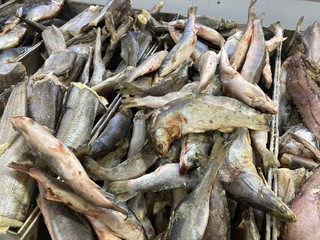 Close up of fresh raw fish. Chilled fish lying on counter of supermarket.
