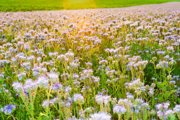 phacelia bee plant fields at sunset