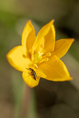 Insect close up on a bright yellow flower