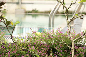 flowers in the garden