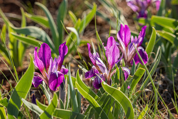 Delicious wild purple and lilac spring flowers surrounded by green leaves