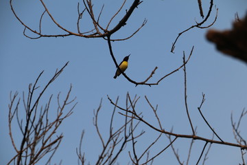 yellow bird on a tree