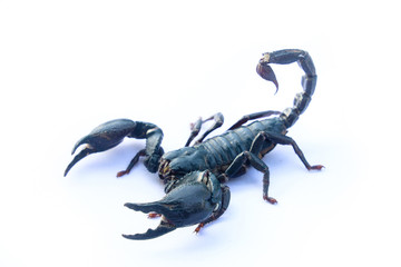 Black scorpion isolated white background