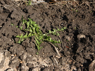 Weeds in the garden. Young green shoots of grass.