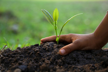 Hands of children are planting small tree seedlings on the ground.