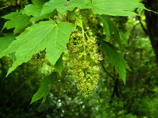 maple blossom in spring in Poland