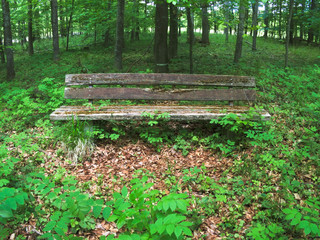 old park bench within a green forest