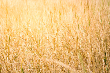 Yellow dry grass with orange sun light