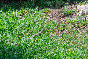 The monitor lizard is an endangered reptile.