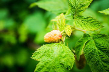 Raspberry bush with unripe berries in the garden. Selective focus.