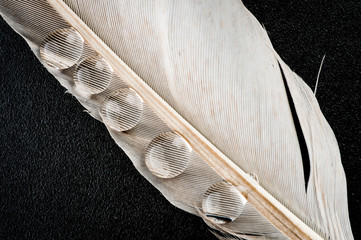 Fragment of a feather of a bird with drops of water. Photographed closeup.