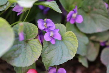 Spring beautiful colorful flowers in sunlight