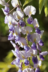 Spring beautiful colorful flowers in sunlight