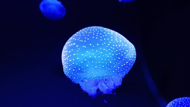 Jellyfish swimming - 4K Video