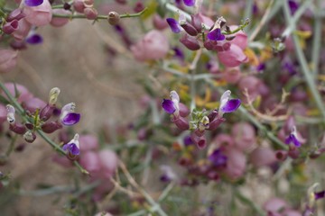 Mature flower Calyxes form shell like seed coverings on Bladder Sage, Scutellaria Mexicana, Lamiaceae, native plant, Joshua Tree National Park, Southern Mojave Desert, Springtime.