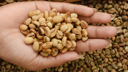close up of green coffee beans on hand   